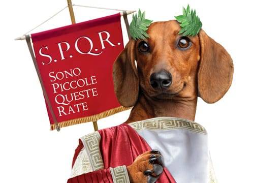 Rata Bassotta: Tutto quello che bisogna conoscere