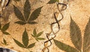 Vendita cannabis legale la scelta delle industrie della cart