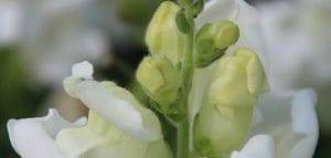 Erbe ecco quali sono le piu velenose