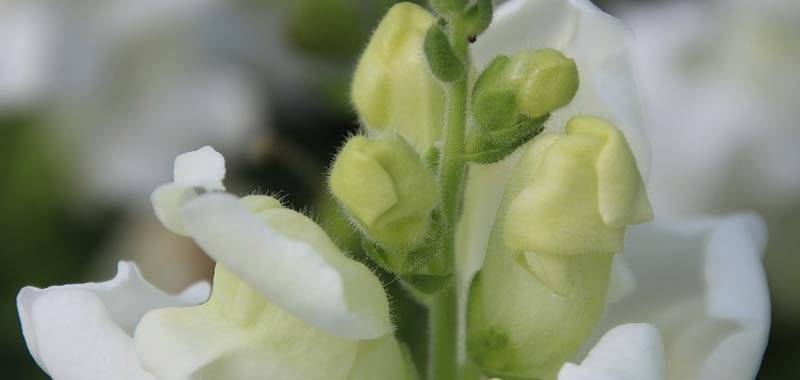 Erbe, ecco quali sono le più velenose