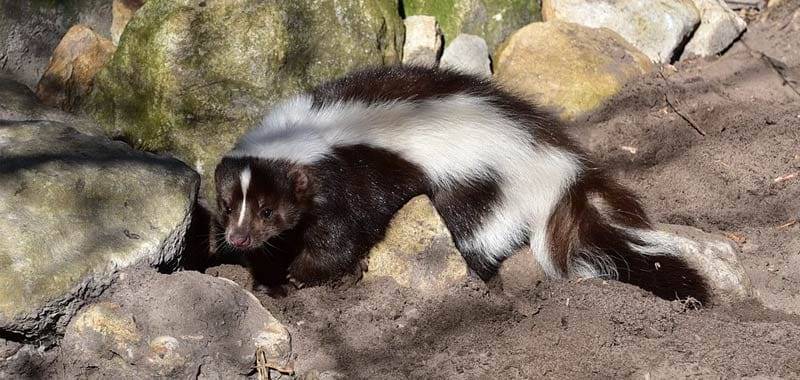 Sapete perché la puzzola emana cattivo odore?