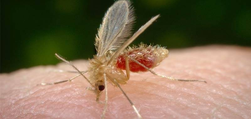 Cosa sono i pappataci?