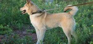 Il nostro cane perde equilibrio Attenzione alla sindrome vestibolare