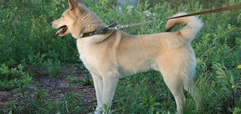 Il nostro cane perde equilibrio Attenzione alla sindrome vestibolare