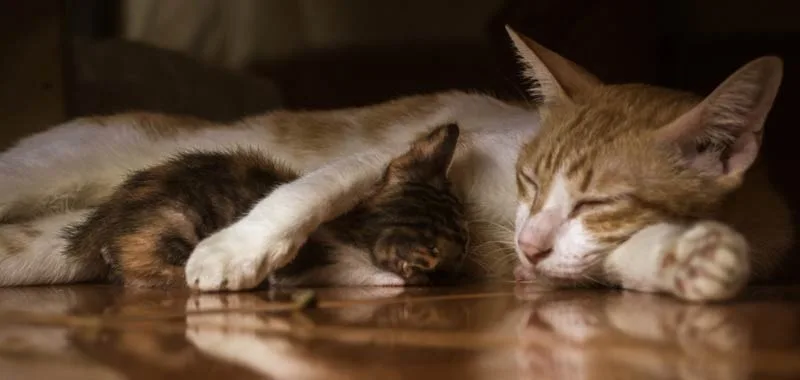 Perché i gatti dormono così tante ore?