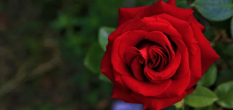 Quando è meglio piantare le rose?