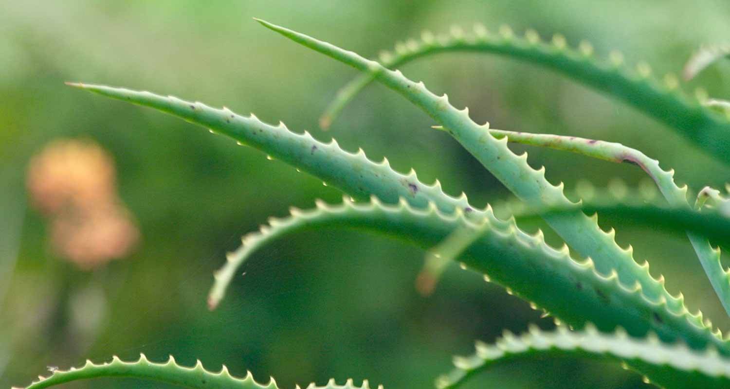 I veri benefici de aloe vera