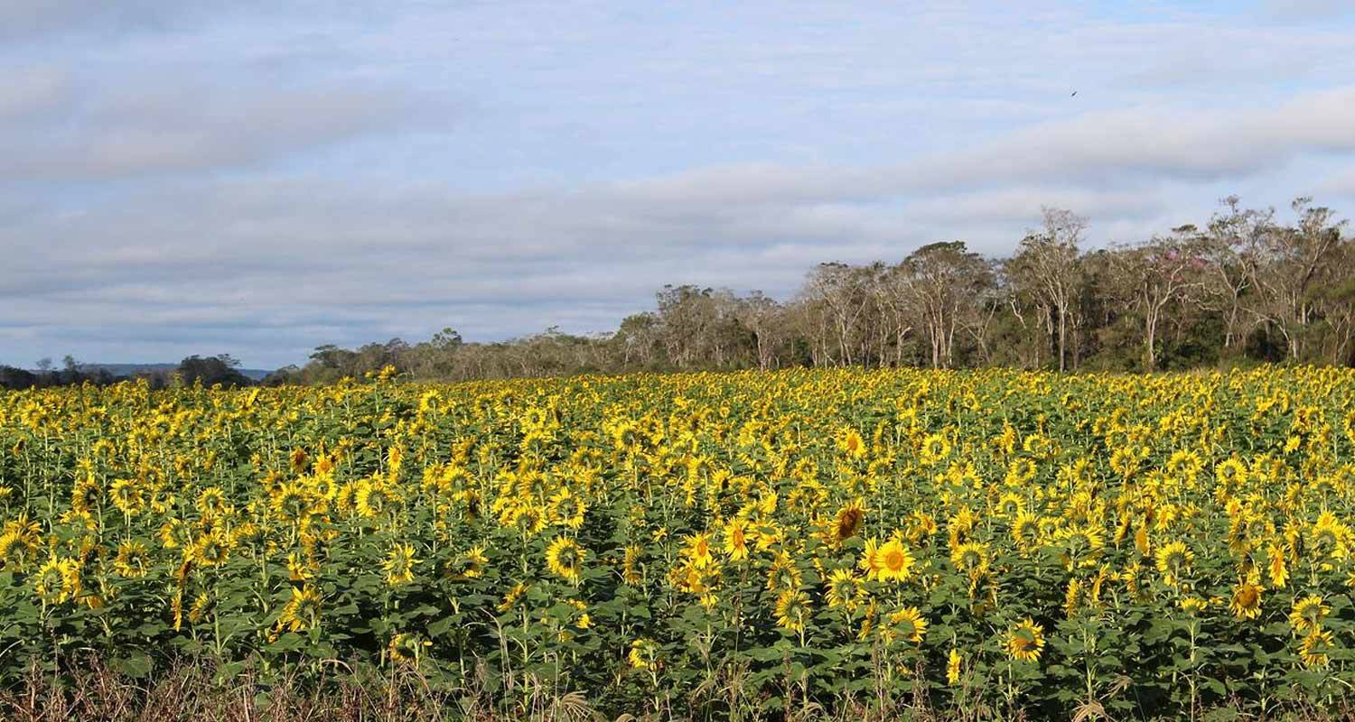 Come fare biodiesel con olio in casa
