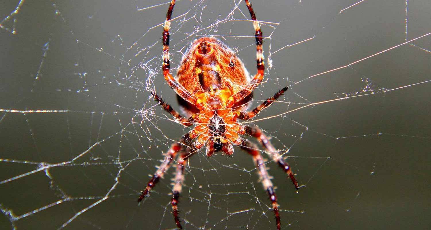 Ragni in casa come eliminarli con semplici metodi