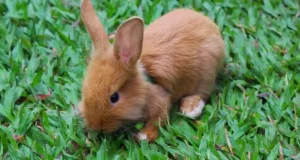 Coniglio Domestico ecco i segreti per mantenerlo sempre in salute