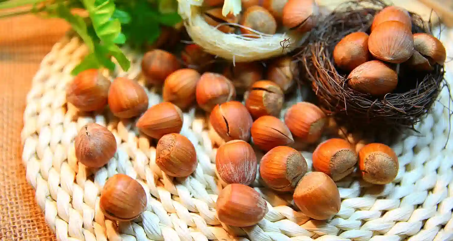 Le 4 migliori fonti di proteine quali sono