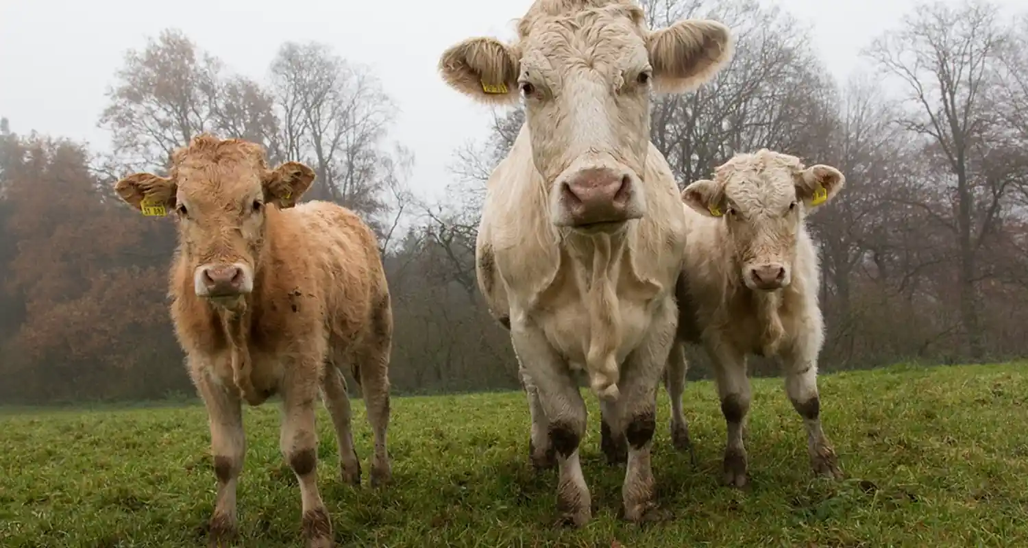 Fare una copia biologica che vuol dire