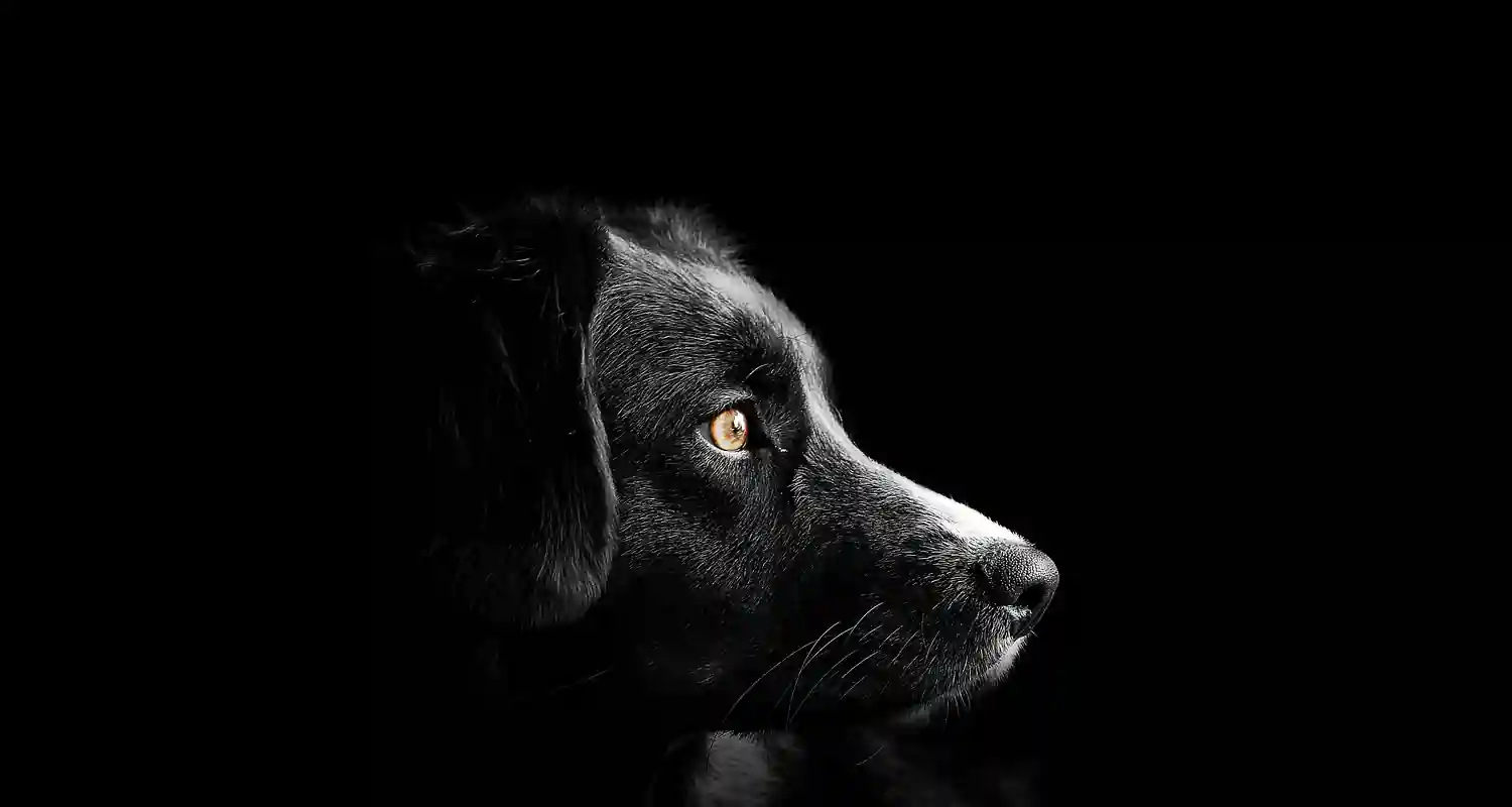 Cosa fare se il cane trema e non mangia