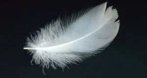 Trovare una piuma bianca e grigia significato