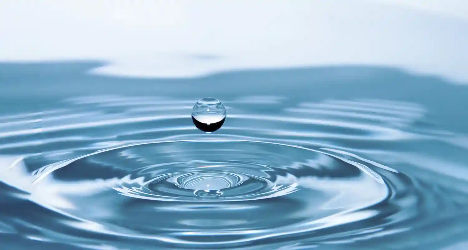 Un organismo vivente formato principalmente da acqua