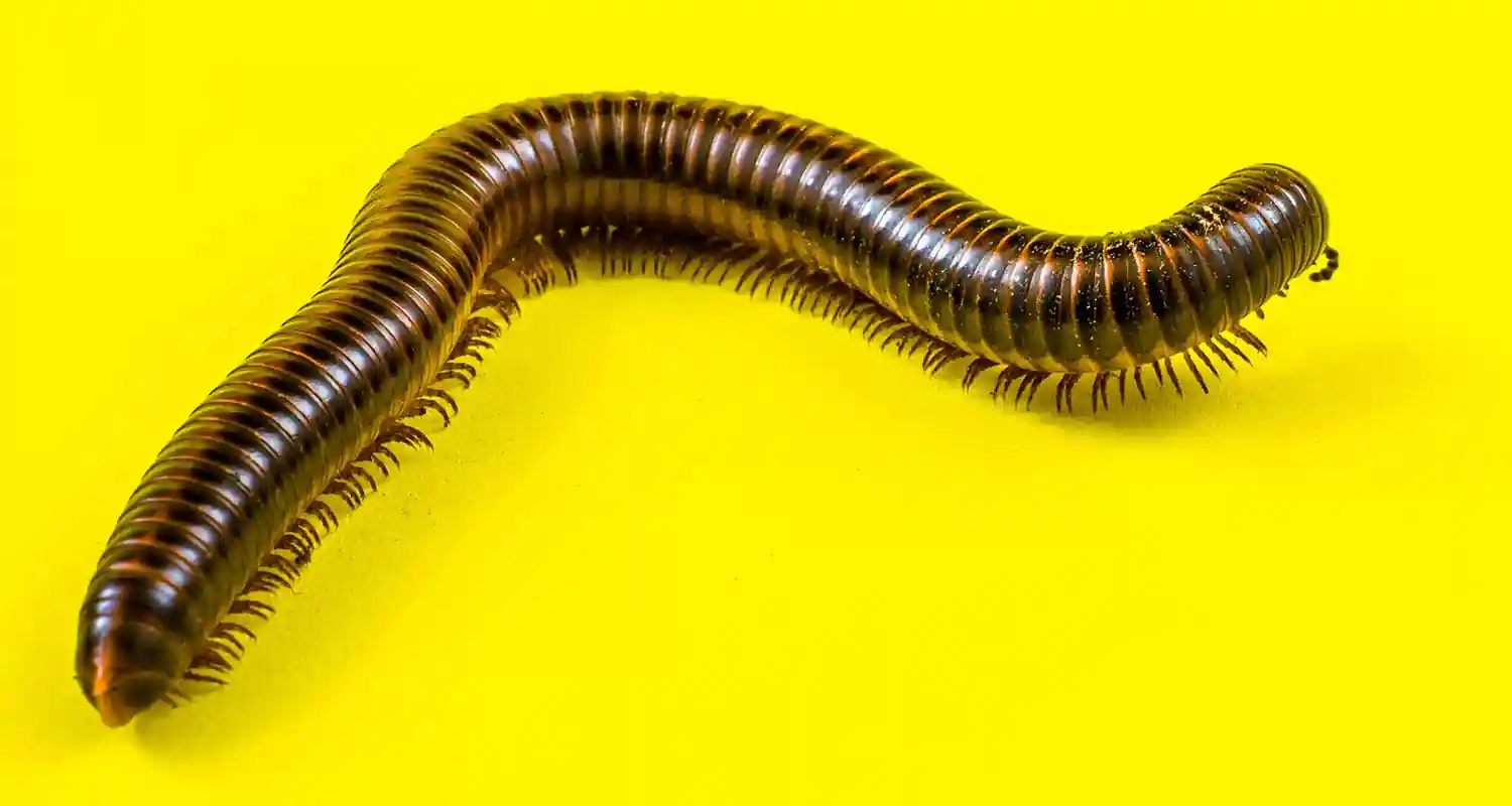 Verme gigante predatore di mezzo miliardo di anni fa scoperto in Groenlandia